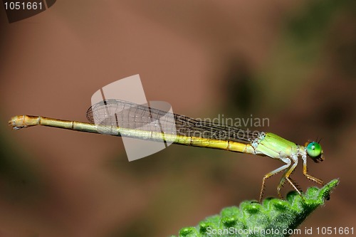 Image of Damselfly