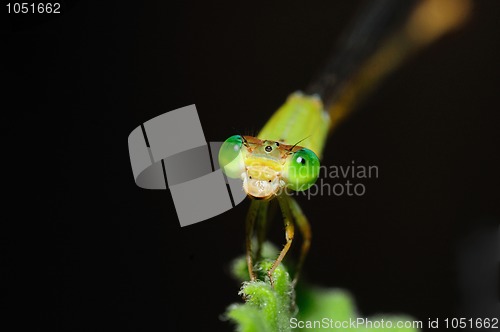 Image of Damselfly