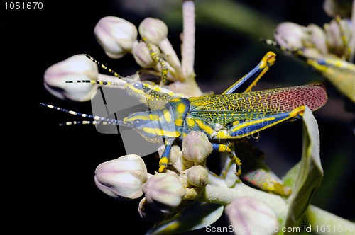Image of Painted Grasshopper