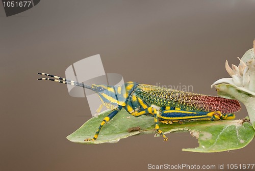 Image of Painted Grasshopper