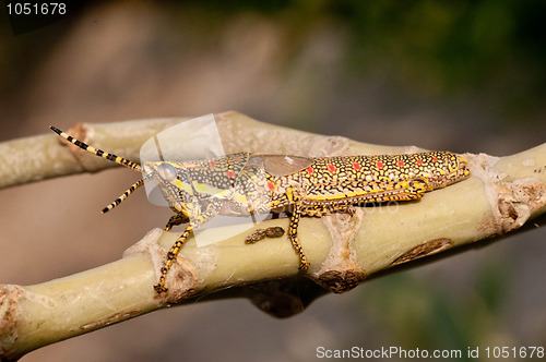 Image of Painted Grasshopper