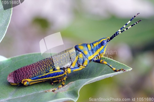 Image of Painted Grasshopper