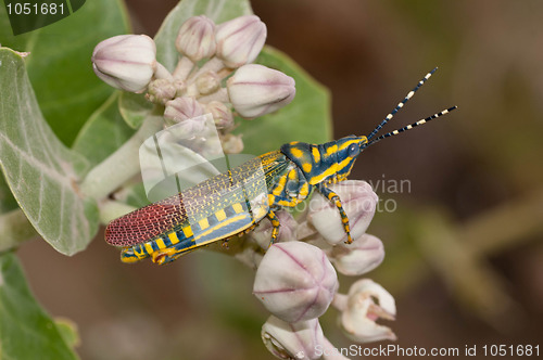 Image of Painted Grasshopper