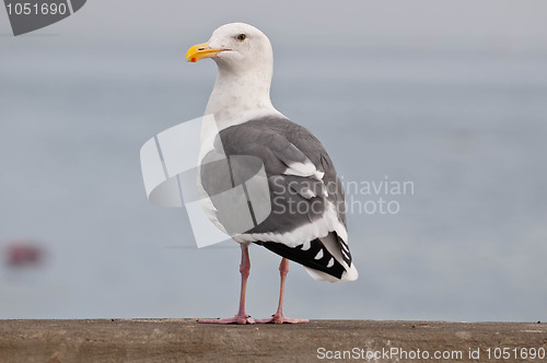 Image of Sea Gull