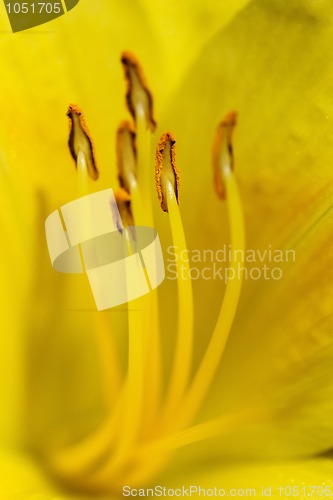 Image of Day Lily