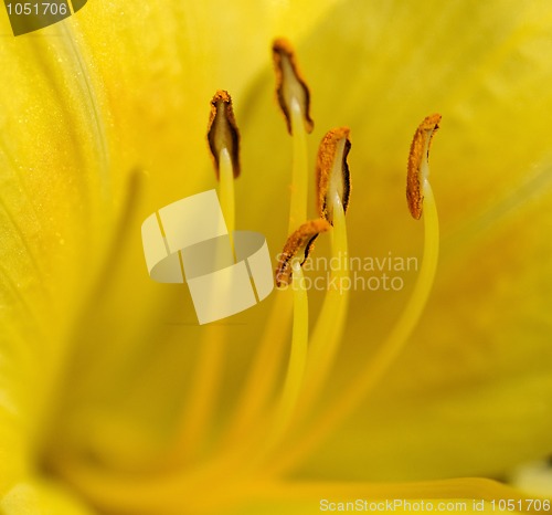 Image of Day Lily