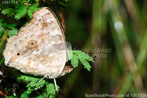 Image of Lemon Pansy