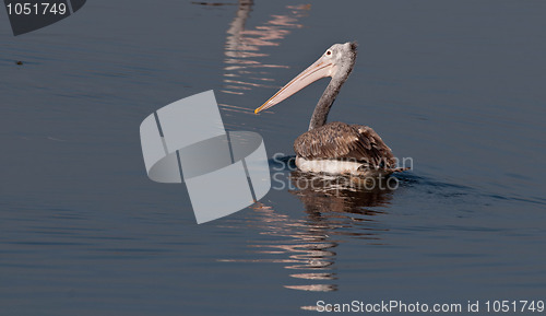 Image of Spot Billed Pelican