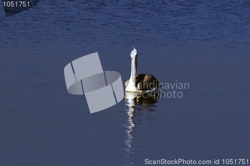 Image of Gray Pelican