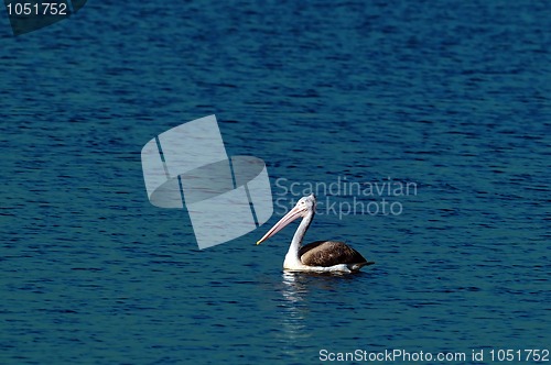 Image of Gray Pelican