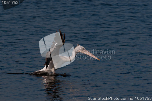 Image of Spot Billed Pelican