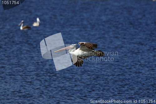 Image of spot billed pelican