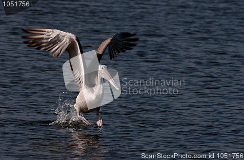 Image of Spot Billed Pelican