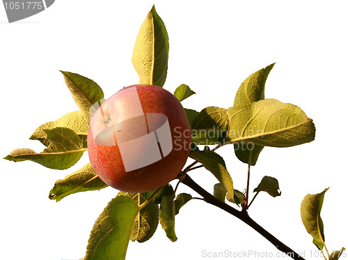 Image of Apple