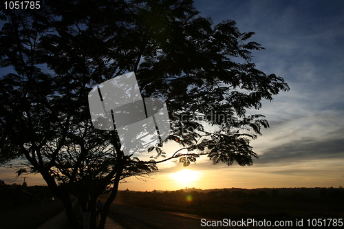 Image of Silhouette of tree in sunset