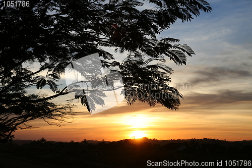 Image of Silhouette of tree in sunset