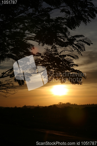 Image of Silhouette of tree in sunset