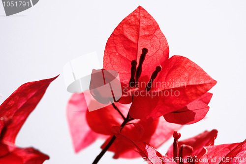 Image of Red Flower Petals on White Background in Soft Focus