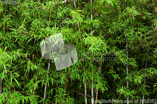 Image of bamboo