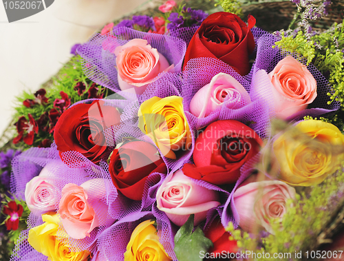 Image of colourful rose