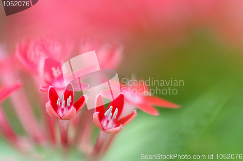Image of red flower