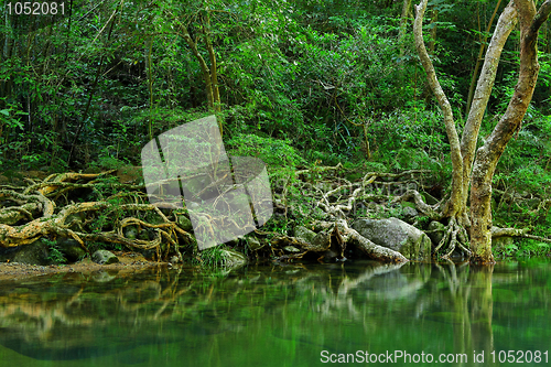 Image of water in forest