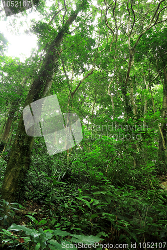 Image of forest