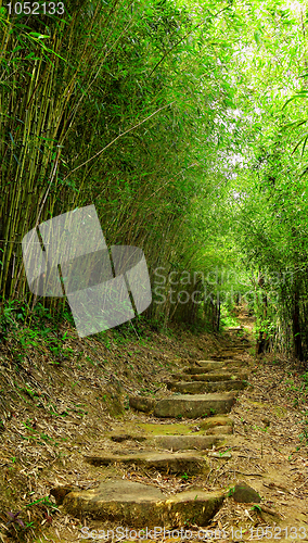 Image of path in bamboo forest