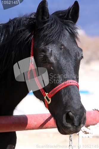 Image of Black horse headshot
