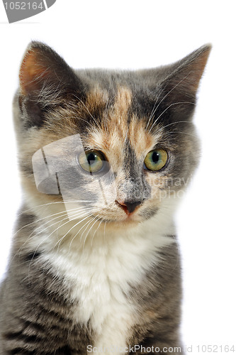 Image of Isolated Kitten