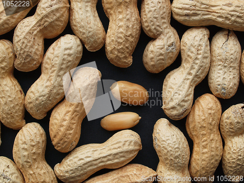 Image of Peanut