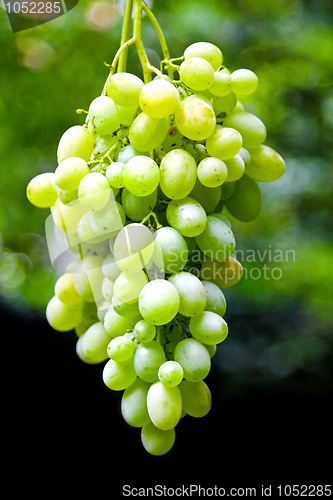 Image of Grapevine