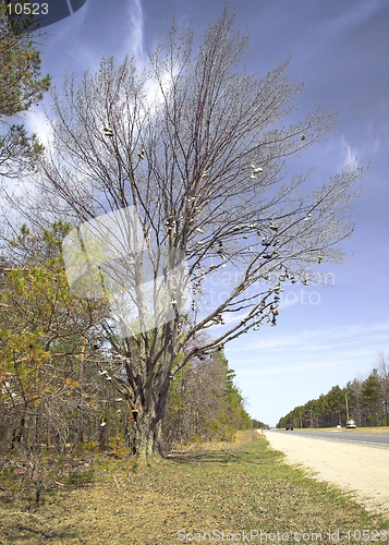 Image of A famous large Shoe Tree stands next to US 131, just north of Kalkaska, Michigan. (14MP camera)