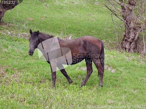 Image of Horse