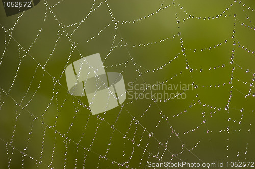 Image of  web