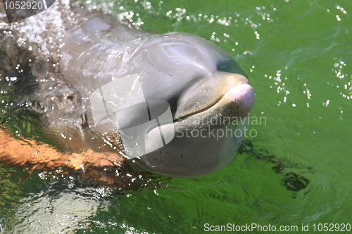 Image of Dolphin