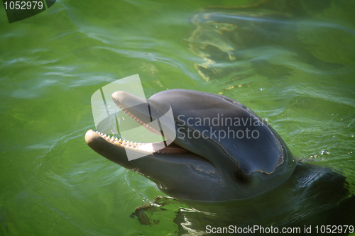 Image of Dolphin