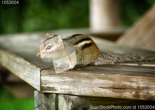 Image of Chipmunk