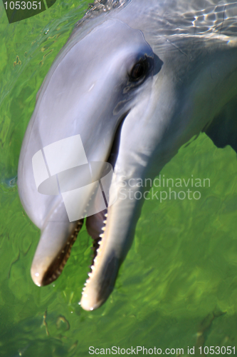Image of Dolphin