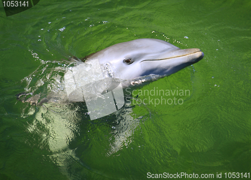 Image of Dolphin