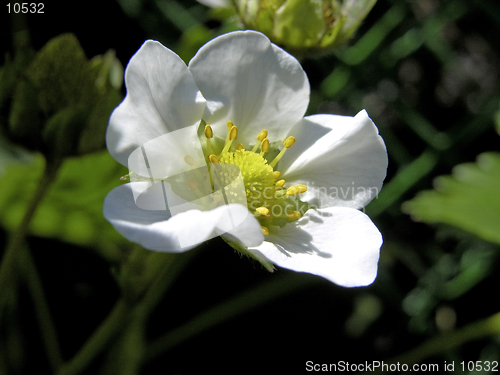 Image of A white Strawberry Blossom in the garden. (macro)