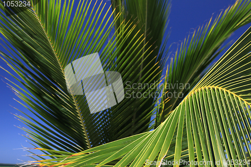 Image of Palm