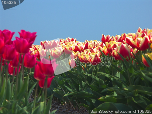 Image of Tulips