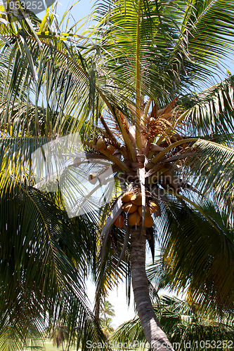 Image of Palm