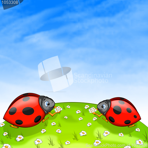 Image of Ladybird