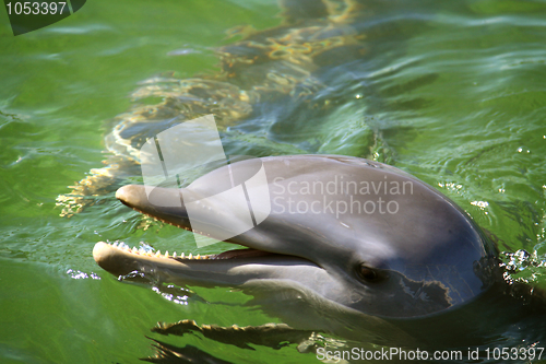 Image of Dolphin