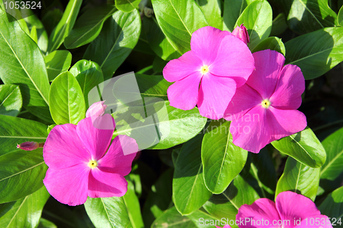 Image of pink flowers with green leaves