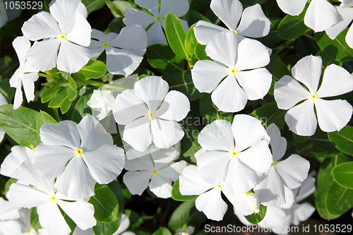 Image of white flowers with green leaves