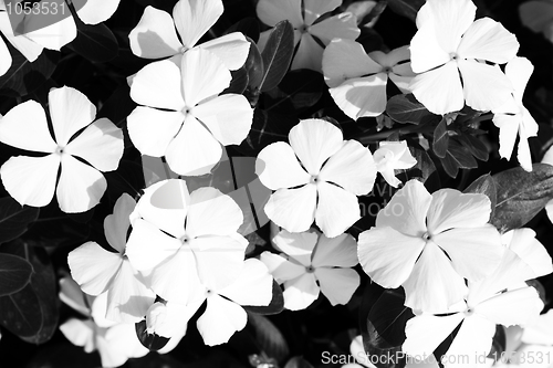Image of black and white flowers close-up