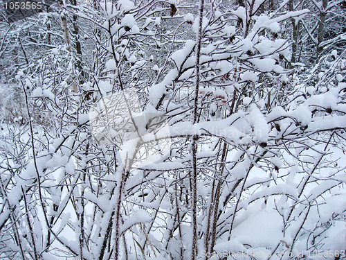 Image of Frozen trees background